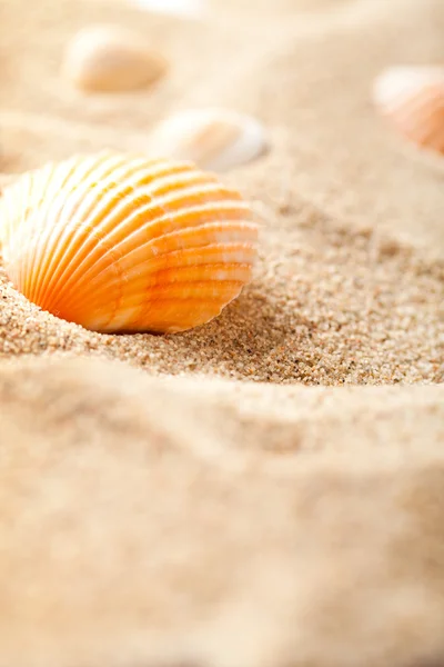 Powłoki na piasku — Zdjęcie stockowe