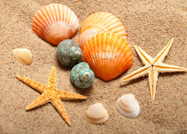 Vida marina - conchas y estrellas de mar —  Fotos de Stock