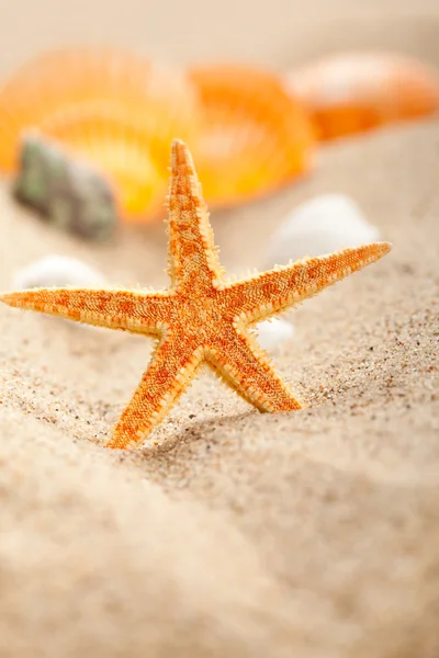Tengeri csillag és a kagyló a homok — Stock Fotó