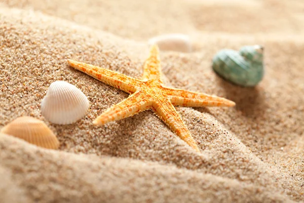 Морские звезды на песке — стоковое фото