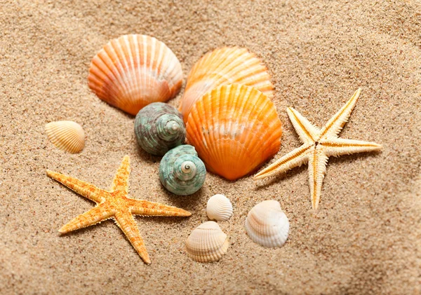 Морская жизнь - раковины и морские звезды — стоковое фото
