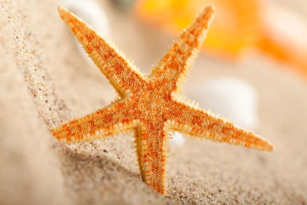 Bintang laut — Stok Foto