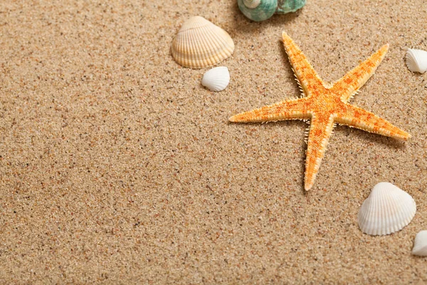 Conchas y estrellas de mar — Foto de Stock
