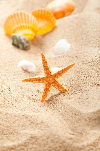 Estrella de mar y conchas sobre arena — Foto de Stock