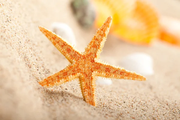 Estrella de mar sobre arena — Foto de Stock