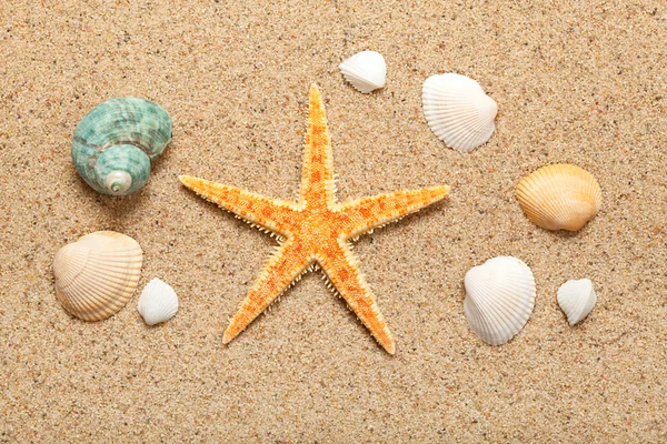 Kerang dan bintang laut — Stok Foto