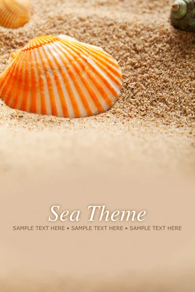 Motyw morski - piasek i muszli — Zdjęcie stockowe