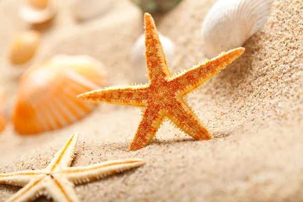 Muszle rozgwiazdy i morze na piasku — Zdjęcie stockowe