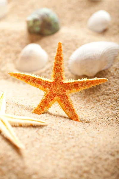 Раковины и морские звезды на песке — стоковое фото
