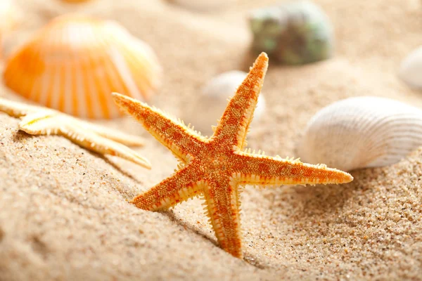 Sea Shells and starfish on sand — Stock Photo, Image