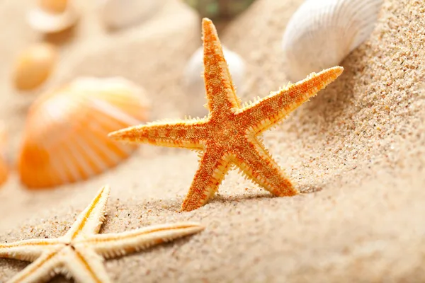 Зоряна риба і морські мушлі на піску Стокова Картинка
