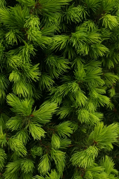 Stock image Flora green background