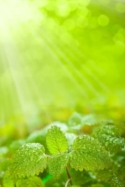 Fresh leaves on green background — Stock Photo, Image