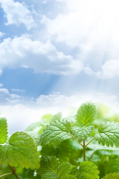 Friss zöld levelek, és a gyönyörű kék ég — Stock Fotó