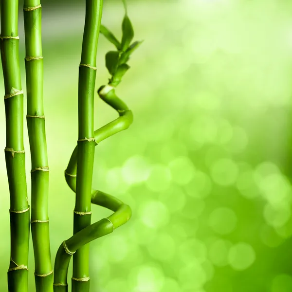 Бамбук - зеленый природный фон — стоковое фото