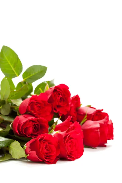 Roses on white background — Stock Photo, Image