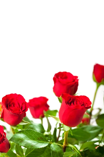 Flowers - red roses on white background — Stock Photo, Image
