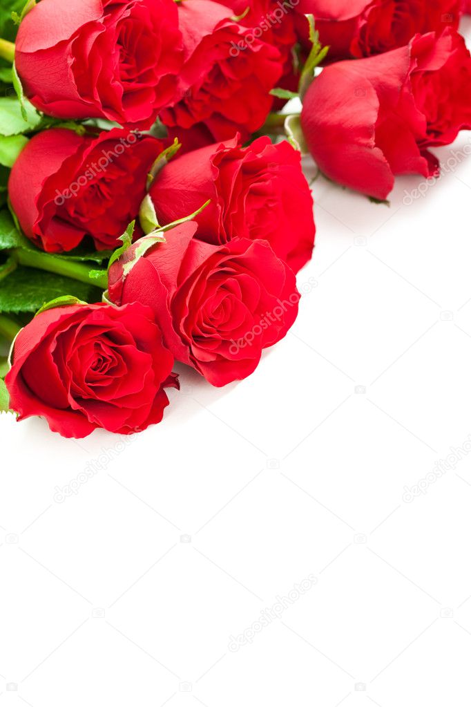 Valentine background - Roses on white — Stock Photo © digieye #6698195