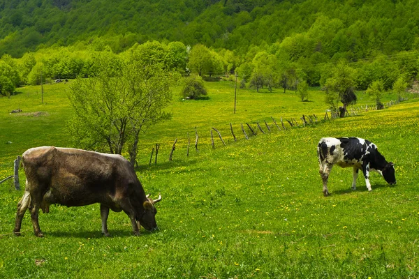 A cows in a pasture Stock Photo