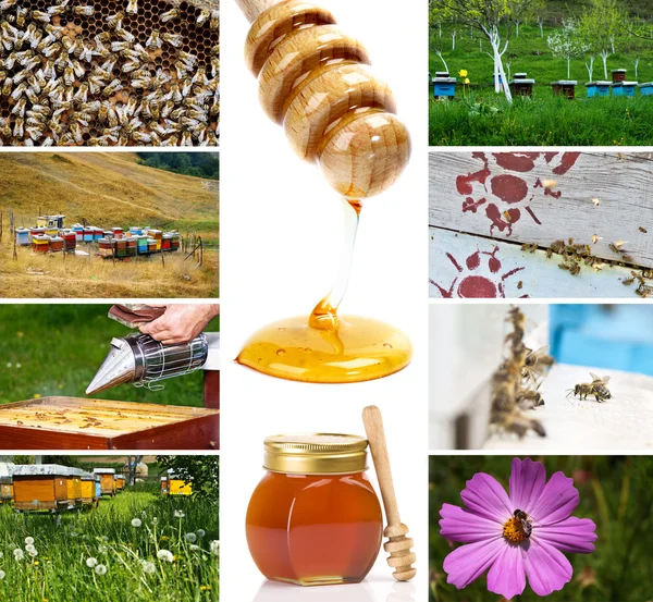 Beekeeping — Stock Photo, Image