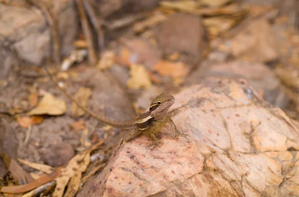 Australian lizard — Stock Photo © danemo #12380113