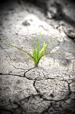 Plant in dried cracked mud. New life. clipart