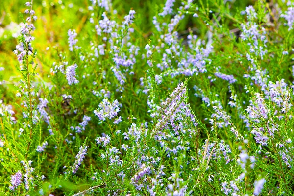 stock image Heatherflowers.