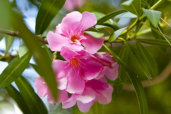 Flores cor-de-rosa. Flores — Fotografia de Stock