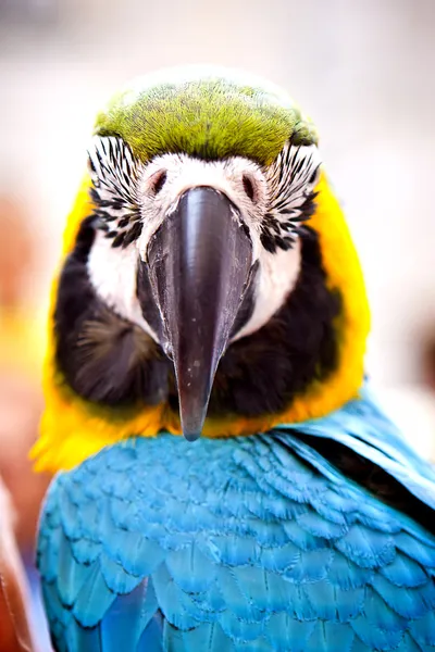 Скарлет Макао на Перче. Hello Parrot . — стоковое фото