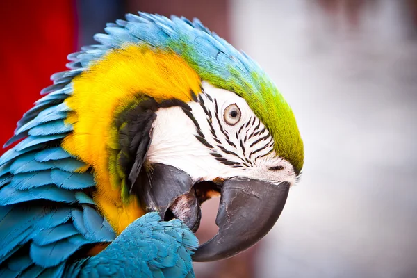 Geelvleugelara op baars. Hallo parrot. — Stockfoto