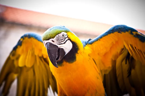 Scarlet Macaw on Perch. Hello Parrot. — Stock Photo, Image