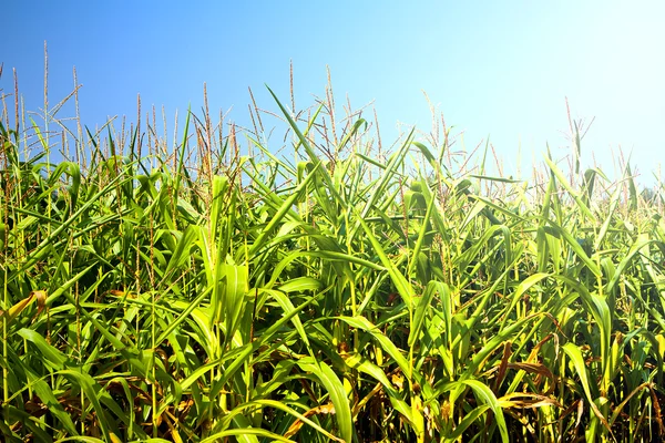 Field of healthly corn. — Stock Photo, Image