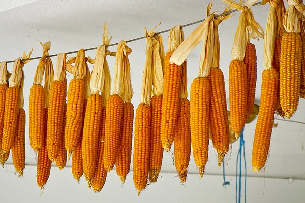 stock image Image of dried corn