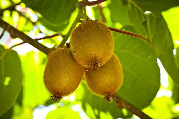 Baby kiwi fruitboom. Kiwi 's. — Stockfoto