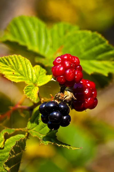 Close-up of Ripening Blackberries — Stock Photo, Image