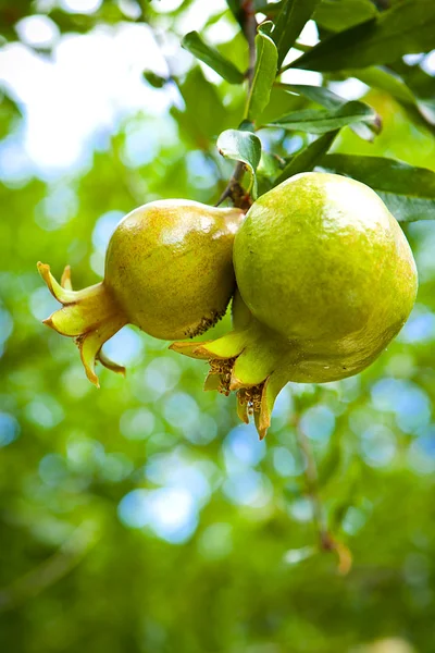 석류 나무 — 스톡 사진