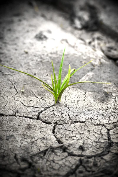 Plantez dans de la boue fissurée séchée. Une nouvelle vie . — Photo