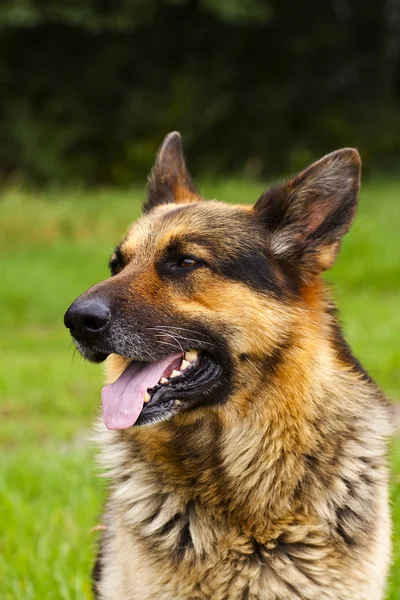 German Shepherd Dog Stock Photo