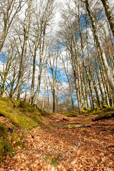 stock image Forrest