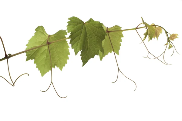 Folhas de uvas — Fotografia de Stock