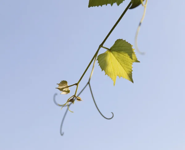 Blätter einer Weinrebe — Stockfoto