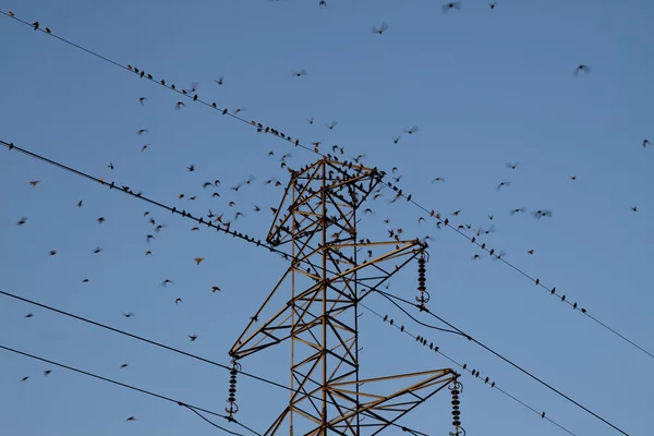 Aves en la energía — Foto de Stock