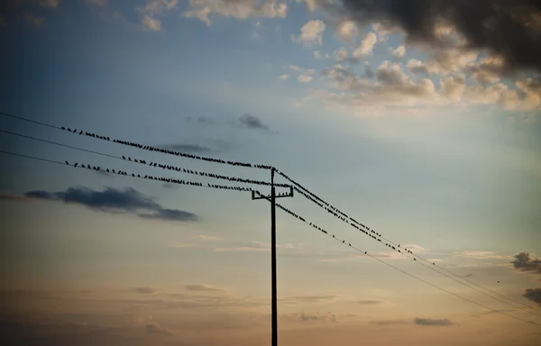 Vogels op energie — Stockfoto