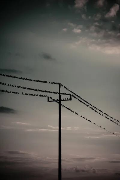 Ptáci na energii — Stock fotografie