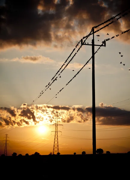 Aves en la energía — Foto de Stock