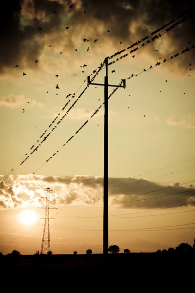 Vögel auf Energie — Stockfoto