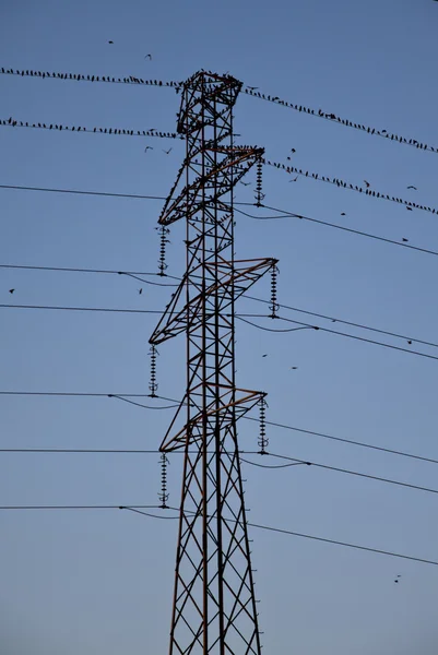 Birds on energy — Stock Photo, Image