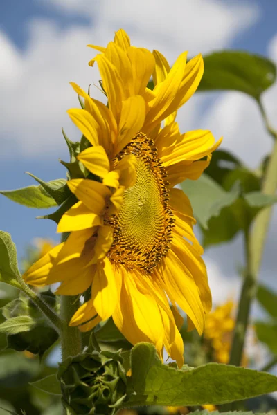 stock image Sunflower