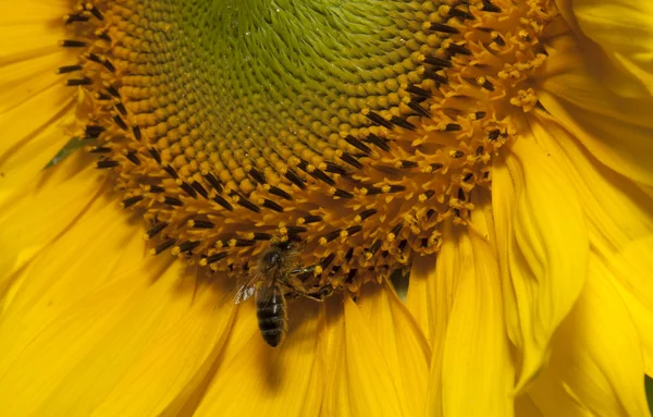 stock image Sunflower detail