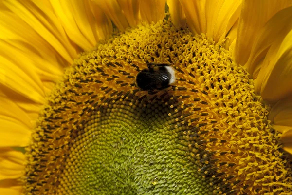 Sonnenblumen Detail mit Biene — Stockfoto